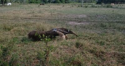 Imagem da notícia Tamanduá-bandeira invade quintal de casa em Cassilândia e é resgatado pela Polícia Militar Ambiental